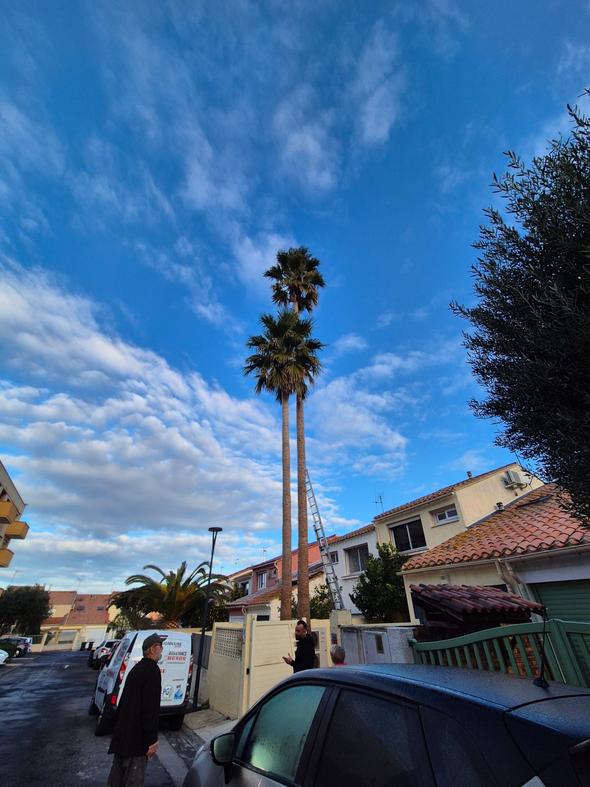 Entretien annuel d'un washingtonia sur la commune de Sète 