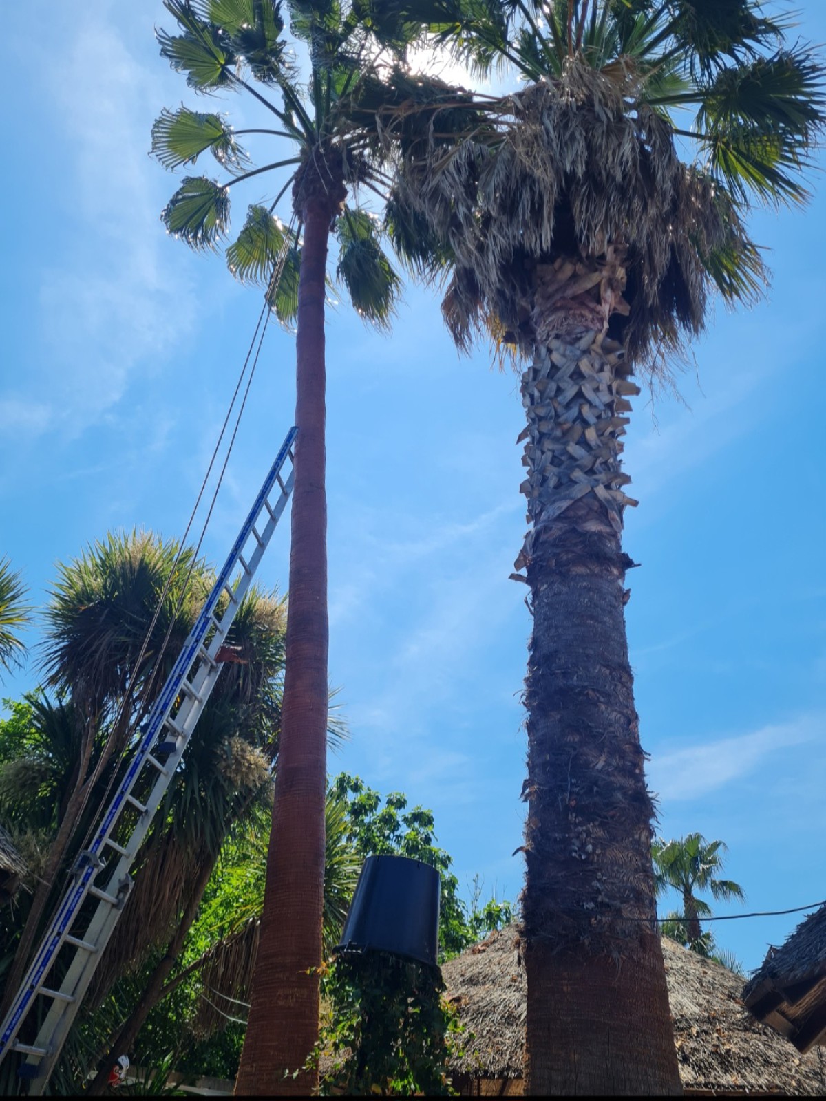 Elagage d’un palmier par un professionnel à Agde dans l'Hérault