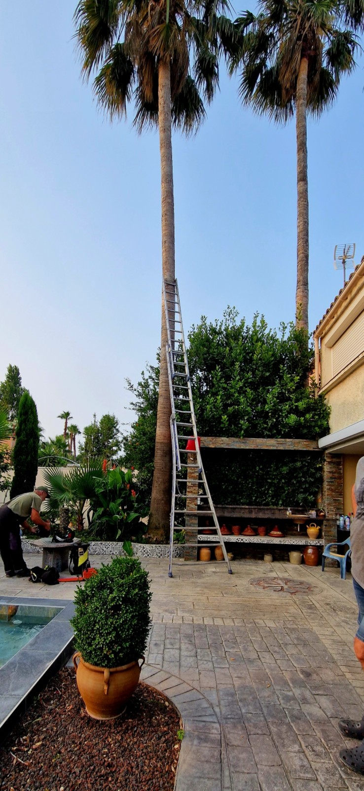 Elagage de palmiers de plus de dix mètres de haut en corde sur la commune d'Agde.