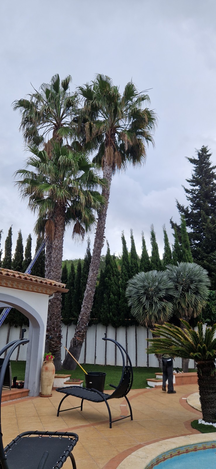Taille des palmes sèches sur des Washingtonias et Phoenix de grande hauteur au CAP d'Agde chez un particulier.