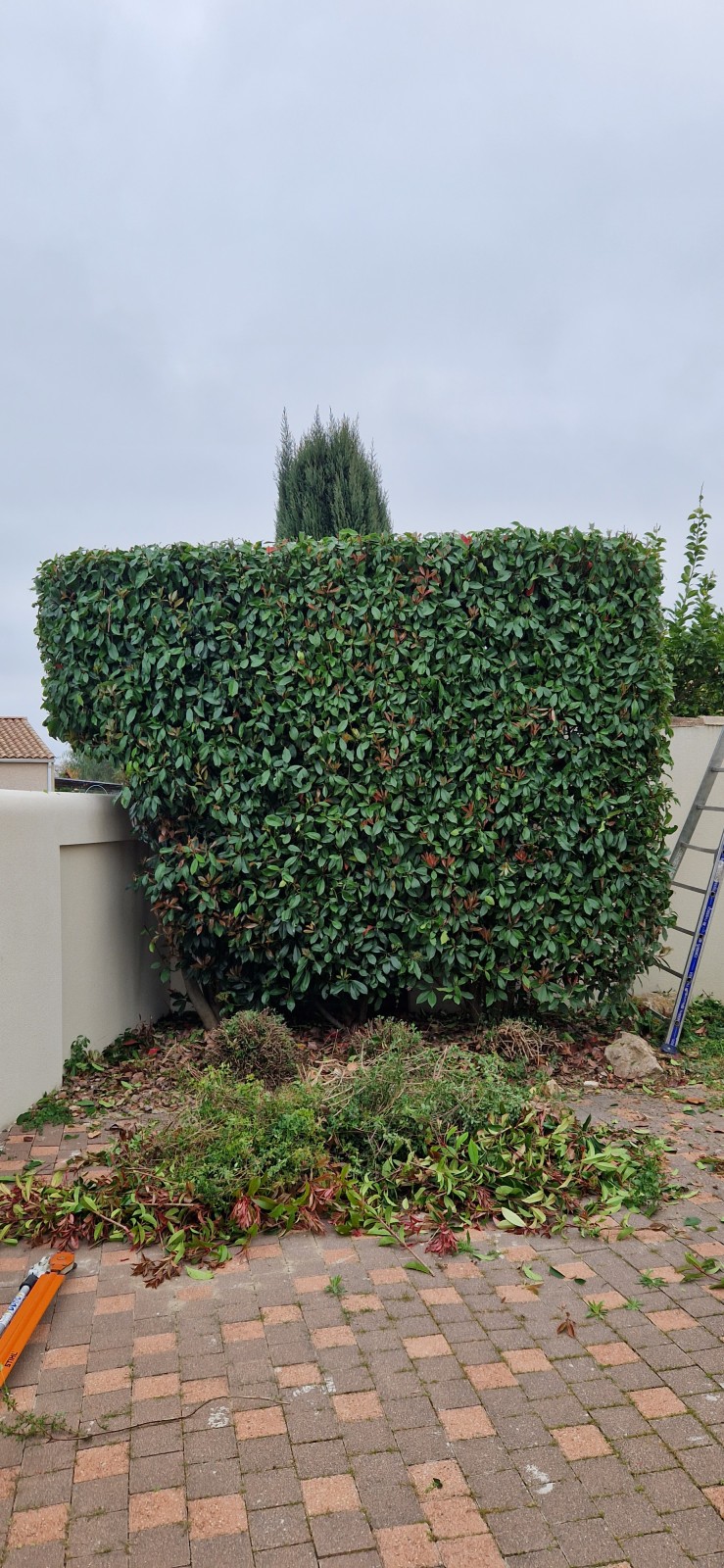 Taille de tous types de haie au Cap d'Agde