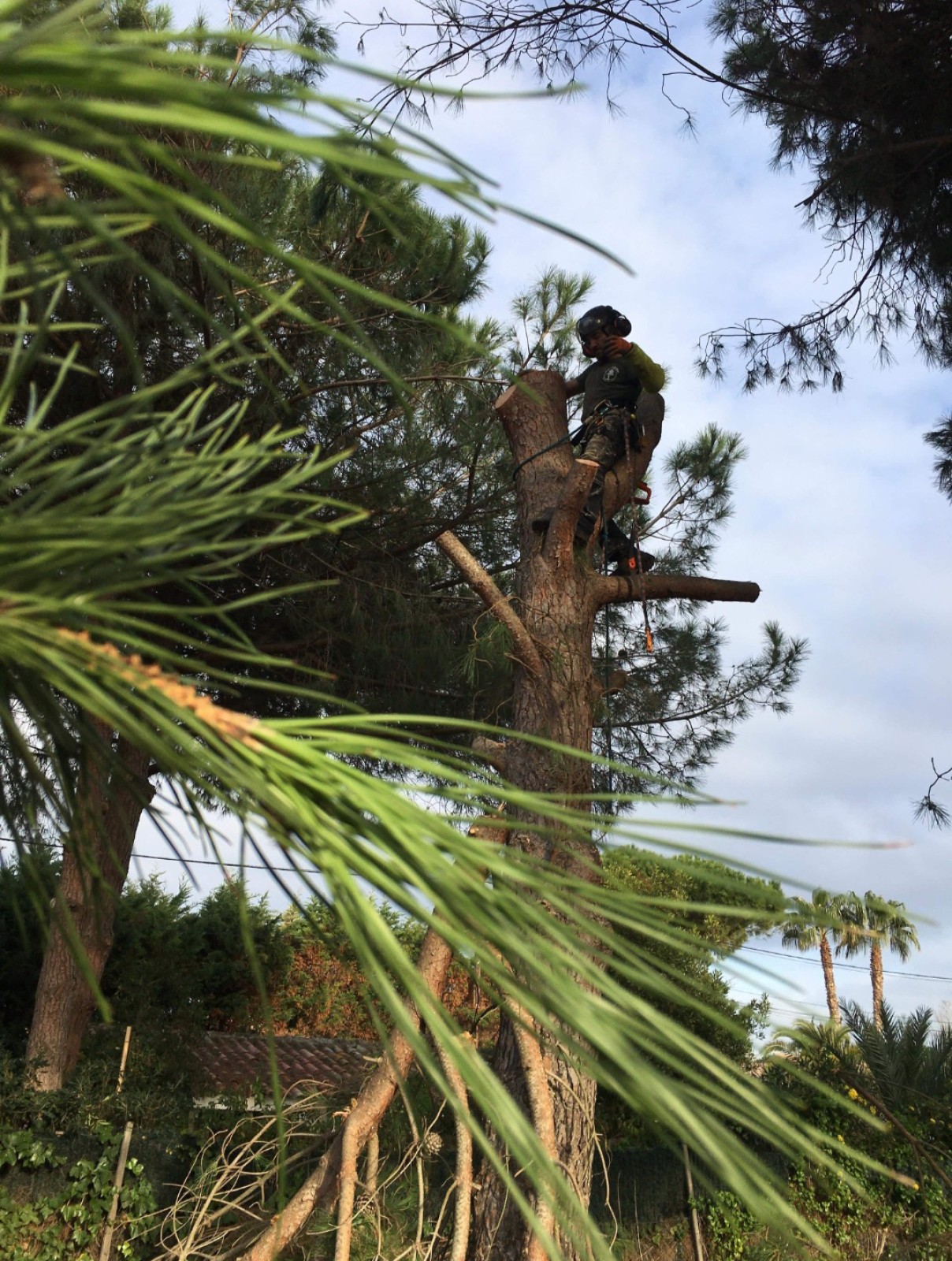 Abattage d’un pin parasol au Cap d'Agde