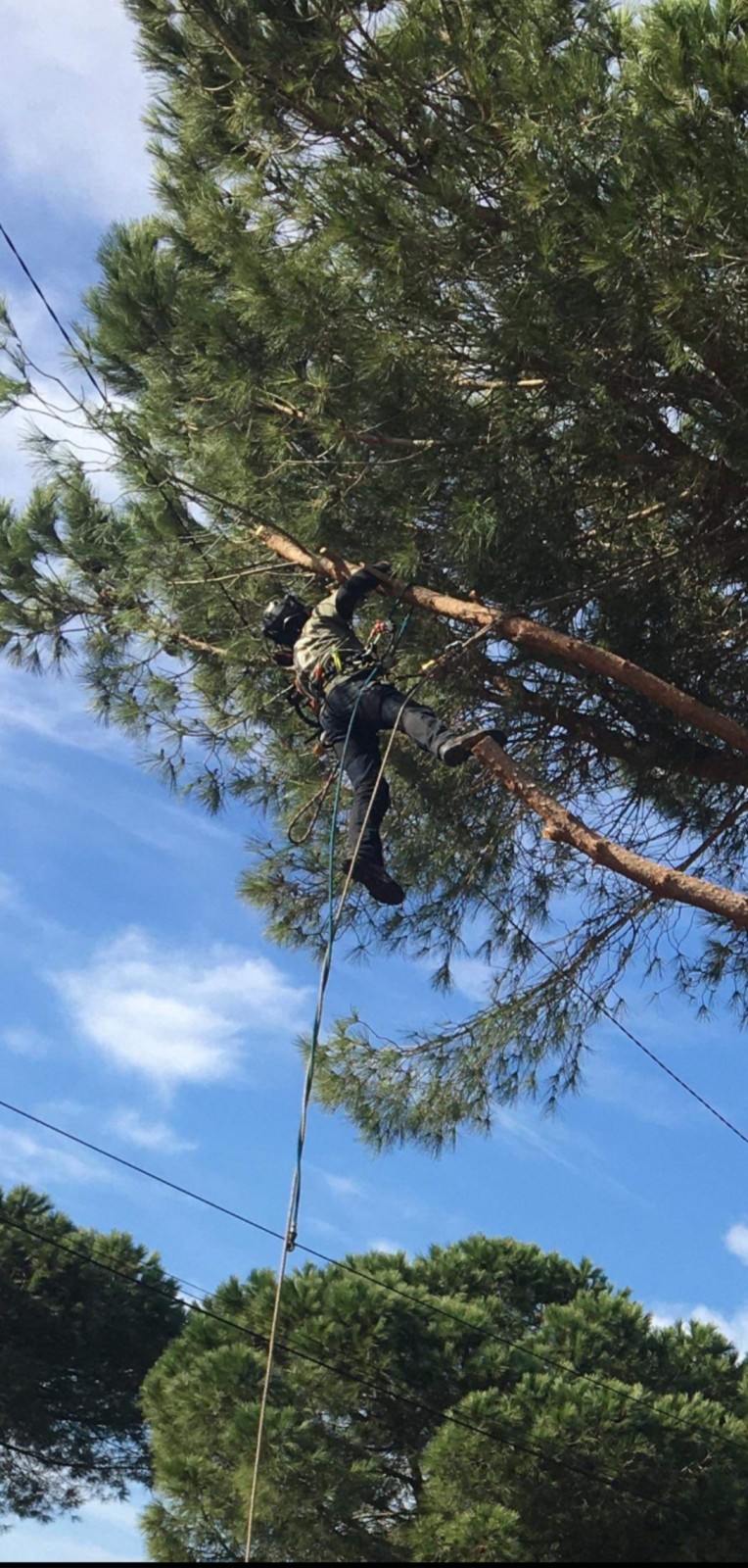 Elagage et taille d’un pin parasol proche de Agde