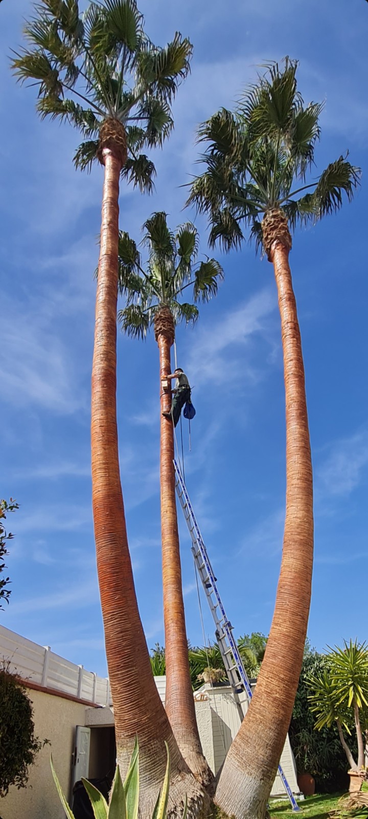 lissage d'un palmier washingtonia au Cap d'Agde.