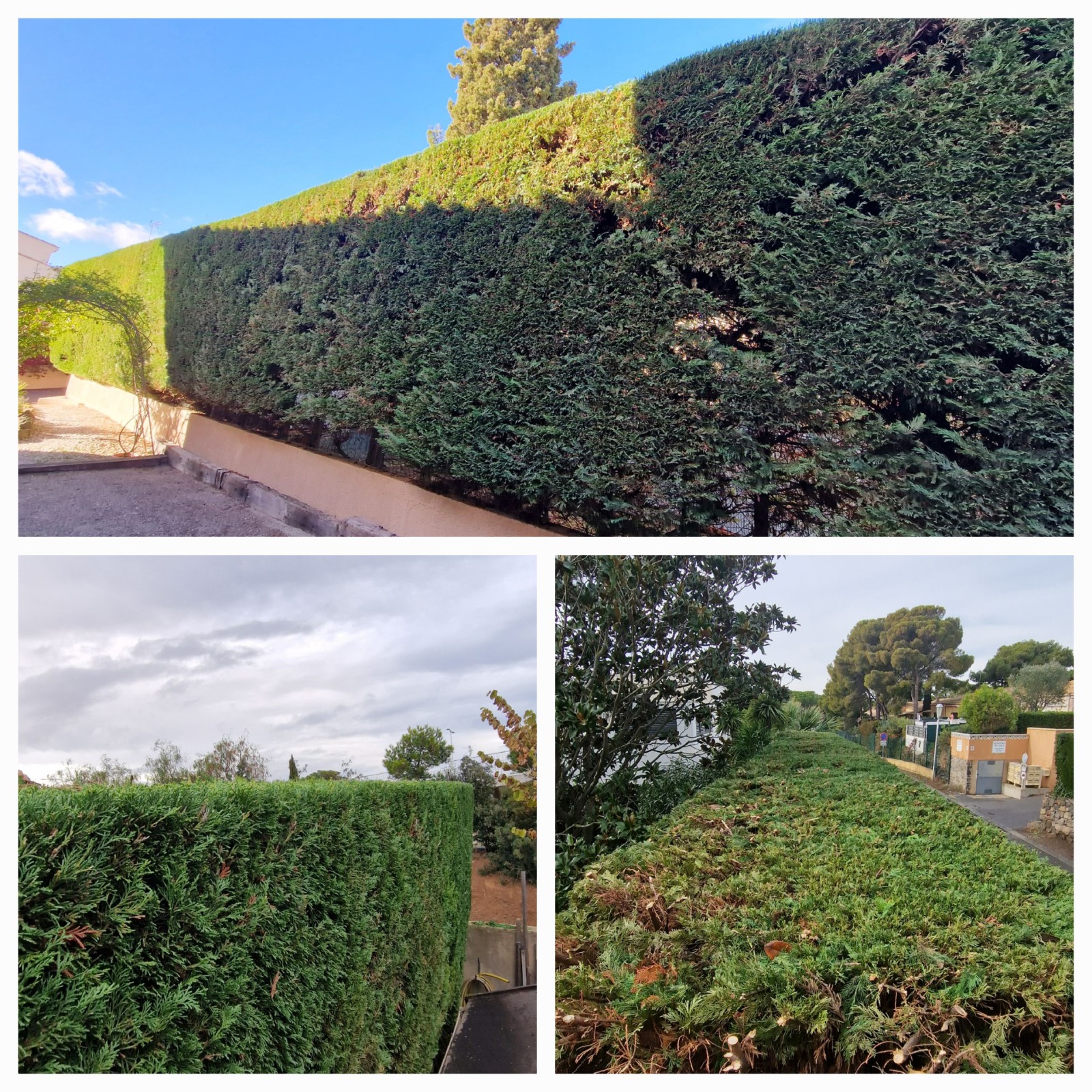 Taille d'une haie de cyprès sur la commune d'Agde