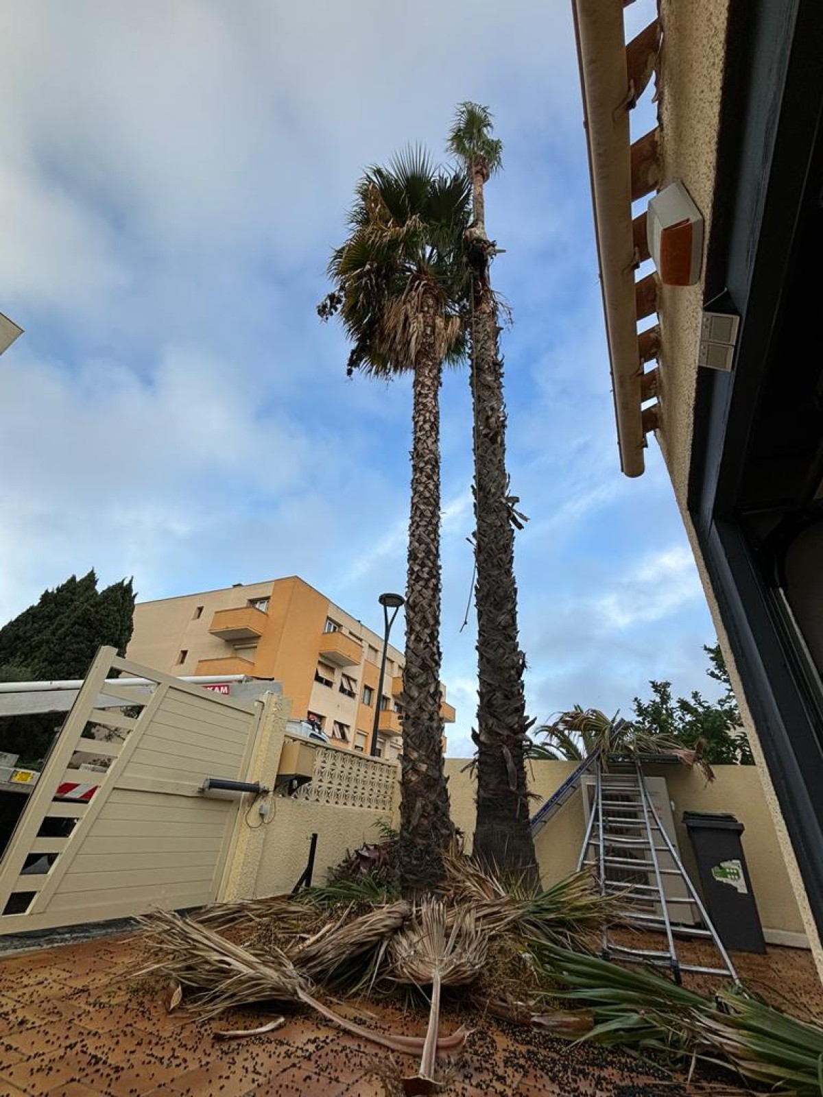 Élagage et lissage des troncs de deux washingtonias avec nacelle sur la commune de Sète