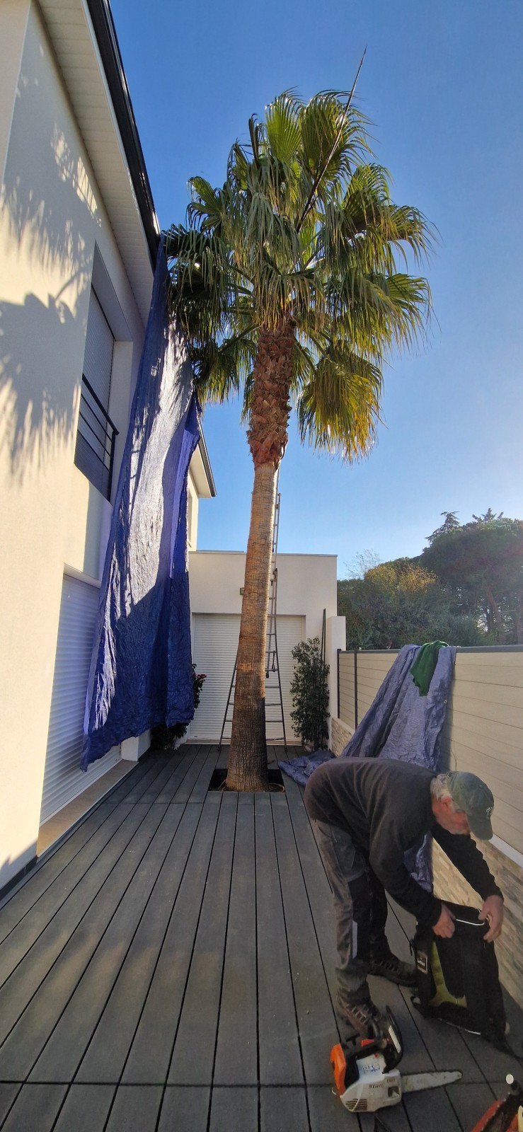 Abattage en rétention d'un palmier (type washingtonia) sur la commune d'Agde 