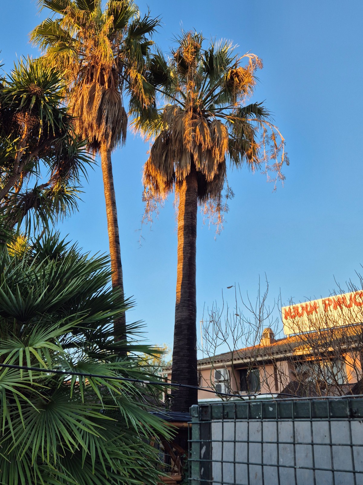 Entretien annuel d'un washingtonia sur la commune d'Agde 