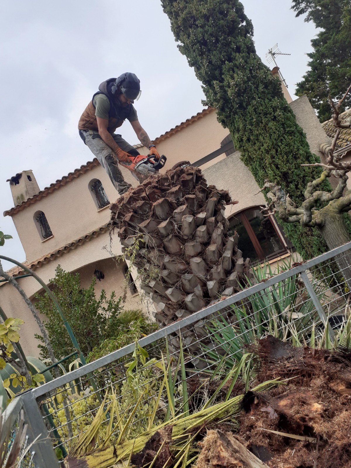 Abattage d’un palmier chez un particulier à Vias dans l'Hérault