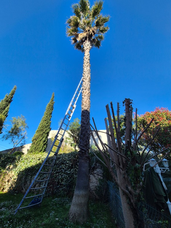 Taille des palmes sèches ainsi qu'un lissage du stipe sur un Washingtonia 