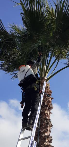 Entreprise spécialisée dans le traitement des palmiers à Agde