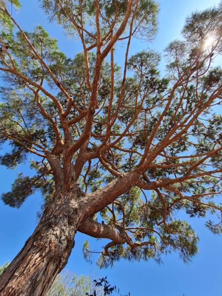 Entreprise spécialisée dans la taille d'arbres au Cap d'Agde