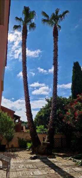 Elagage de palmiers de type washingtonia sur la commune du CAP d'AGDE